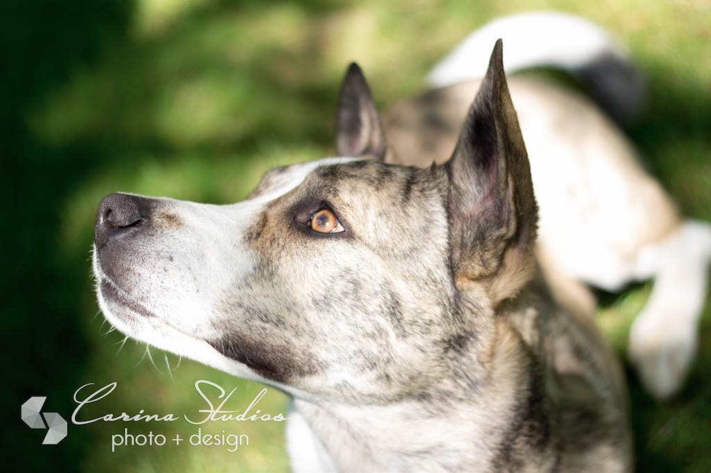 Dog Photographer Carina Studios