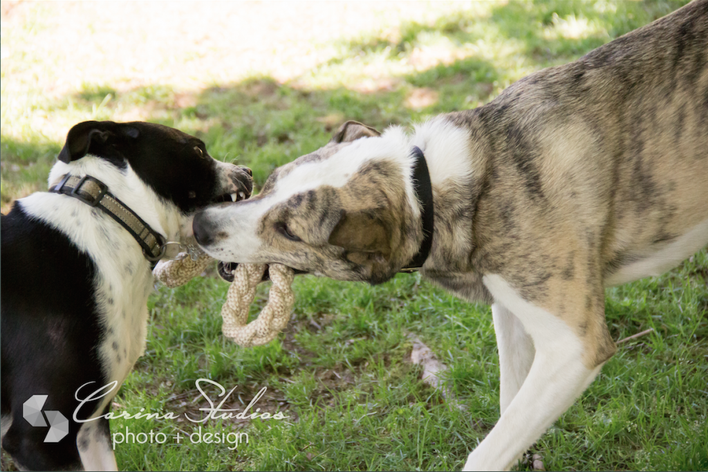 Dog Photography Carina Studios