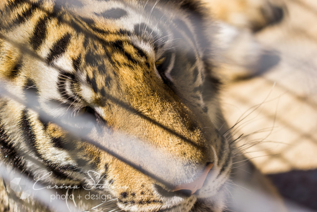 caged tiger photo