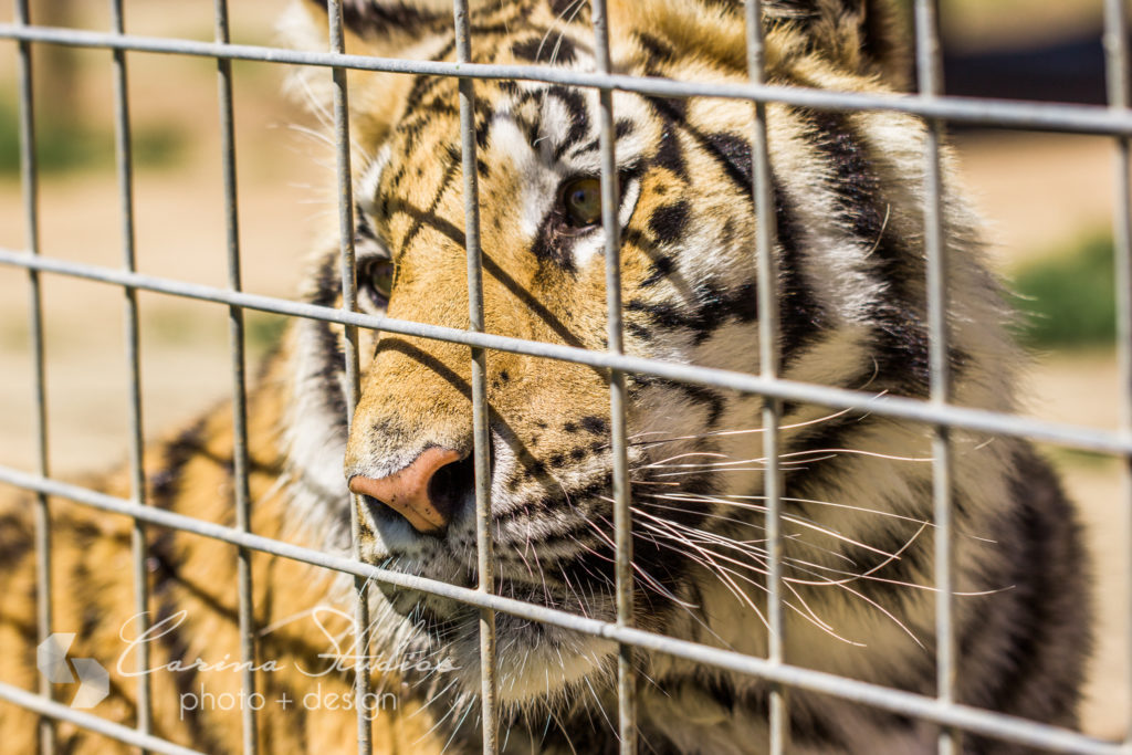 caged tiger photography