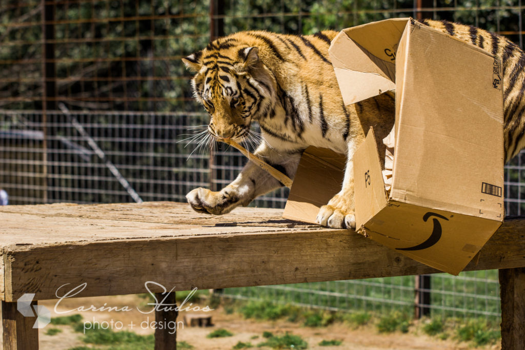 tiger playtime