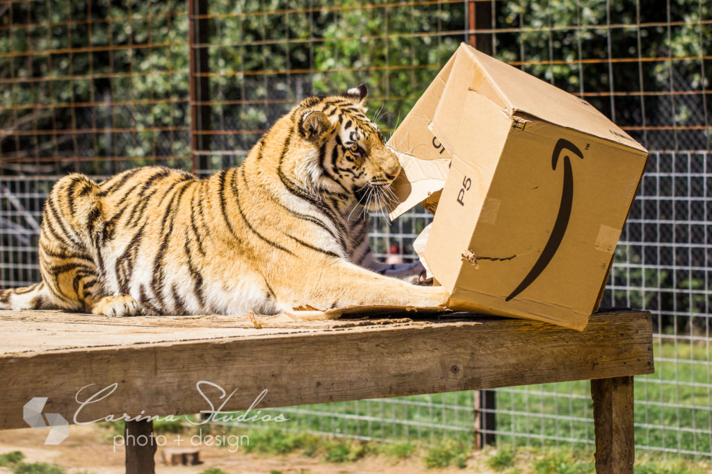 big cat playing with box