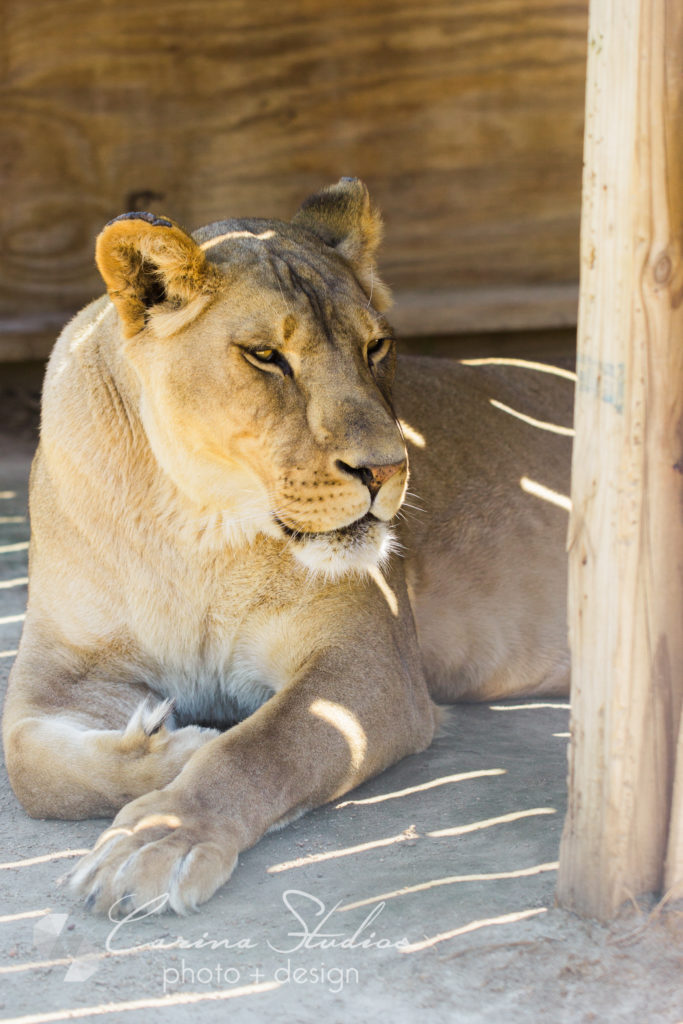 lion photography