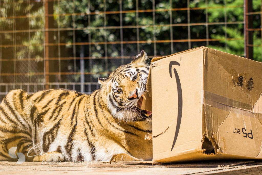 tiger playing