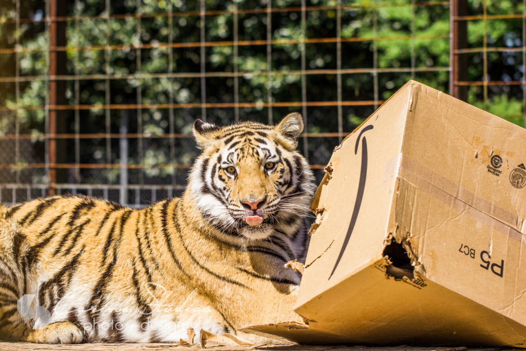 tiger tongue