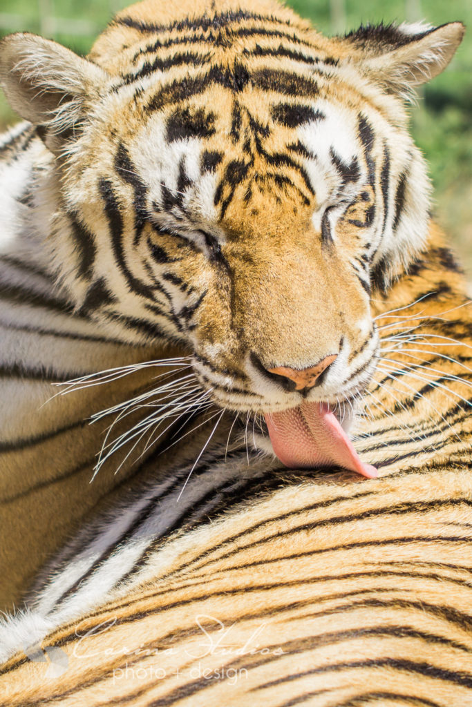 tiger bath tongue