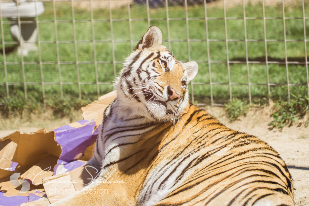 cute tiger photography