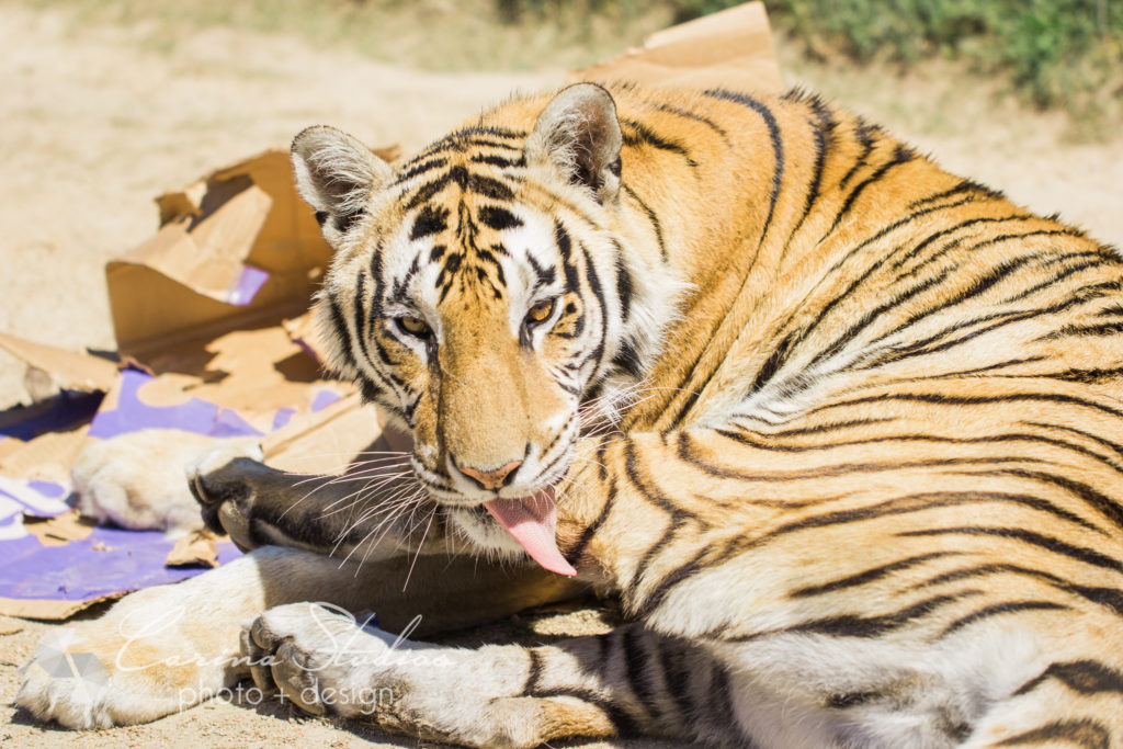 tiger bath