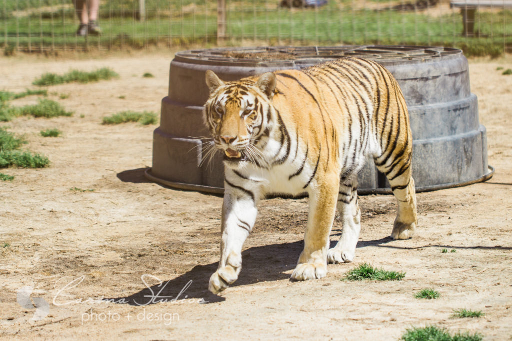 running tiger