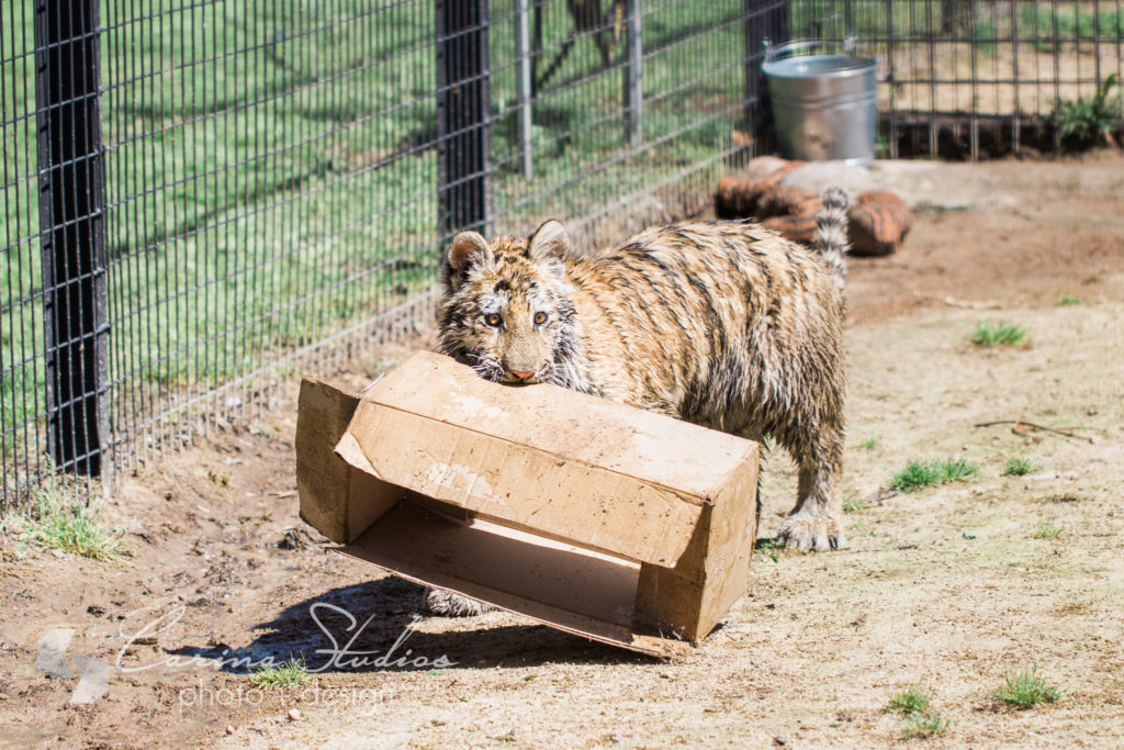 playful tiger