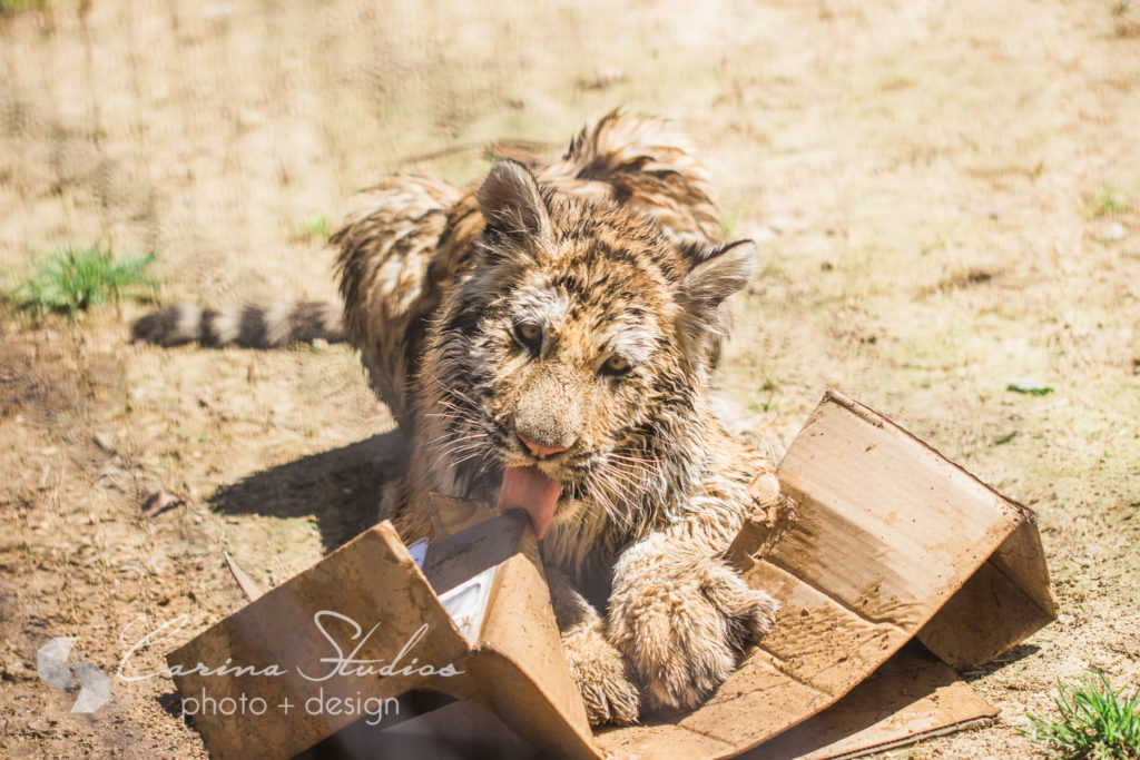 baby tiger box