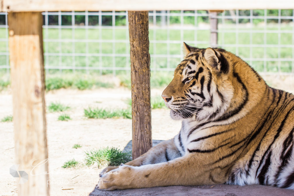 big cat photography