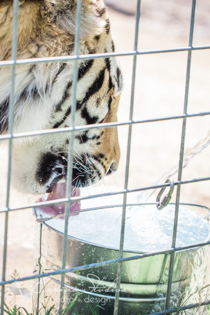 drinking tiger