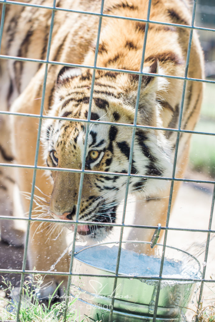 thirsty tiger