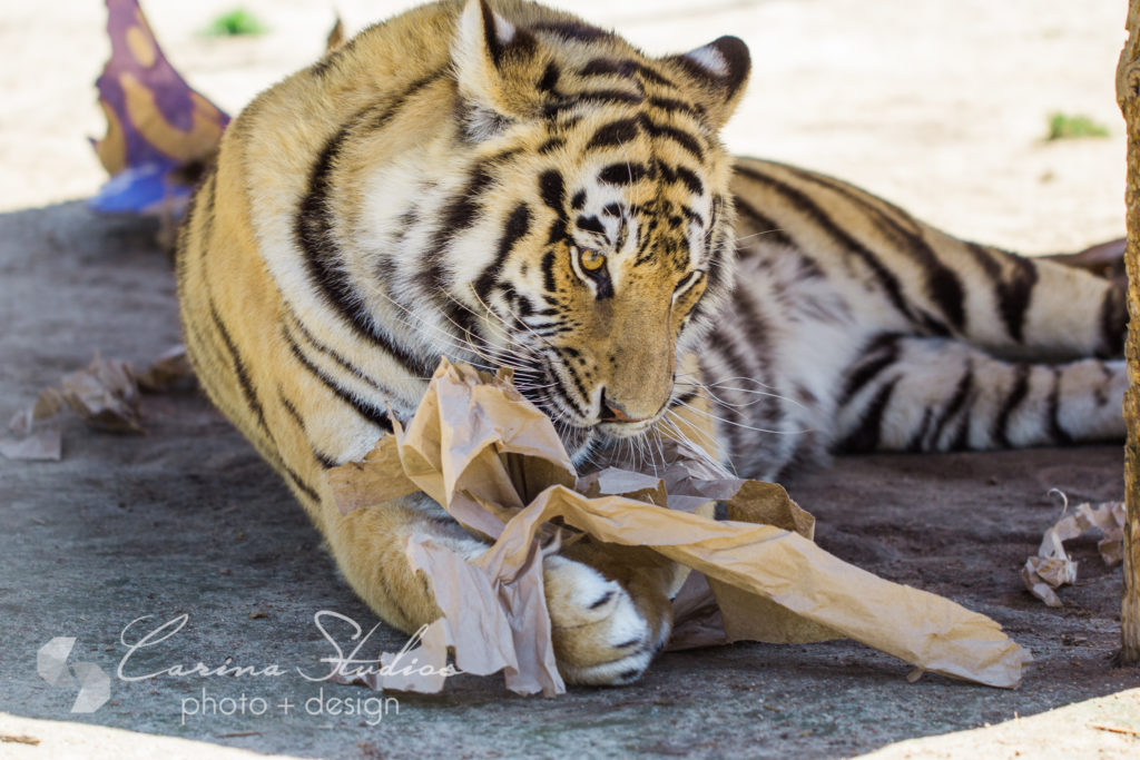 tiger playing