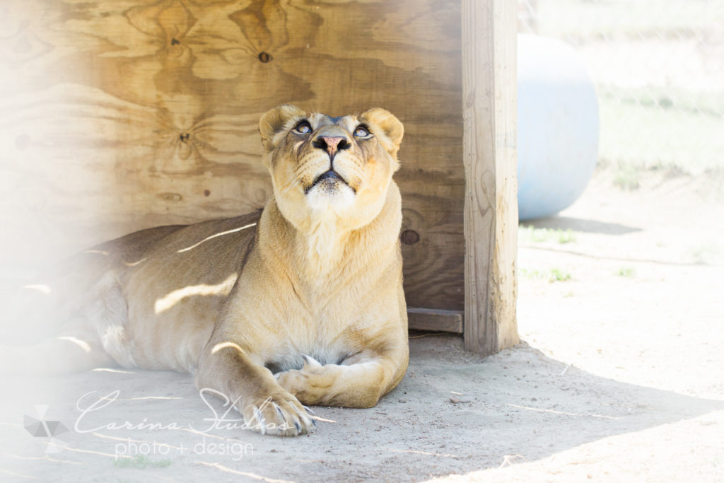 big cat photographer