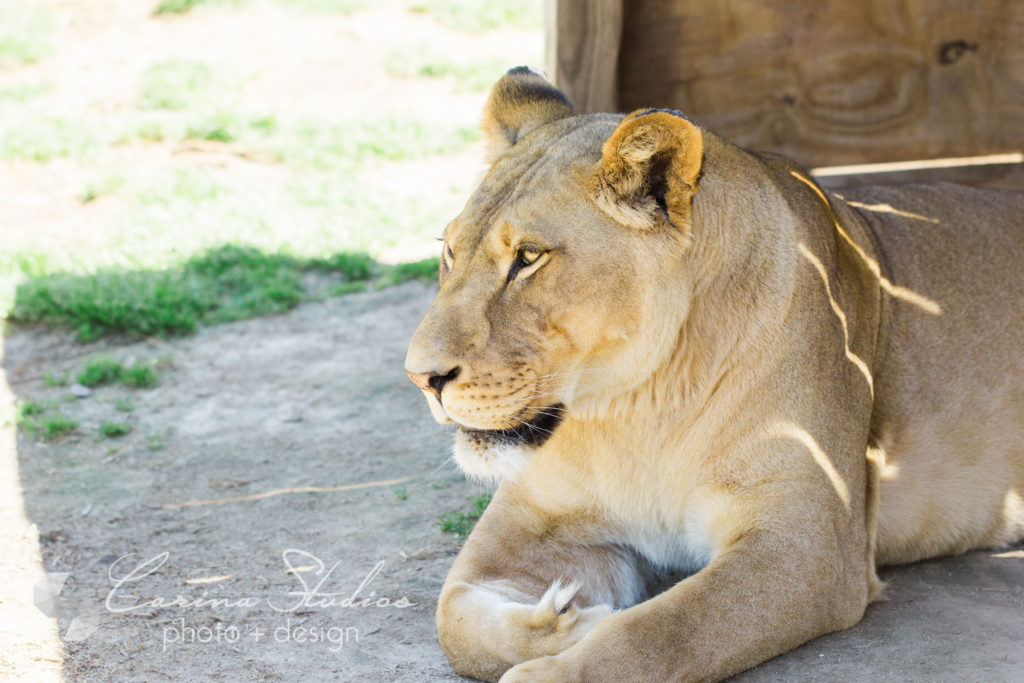 lion photography