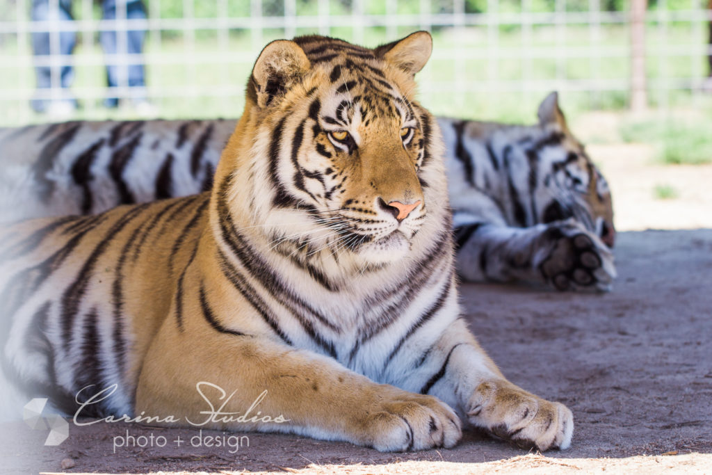 zoo photographer