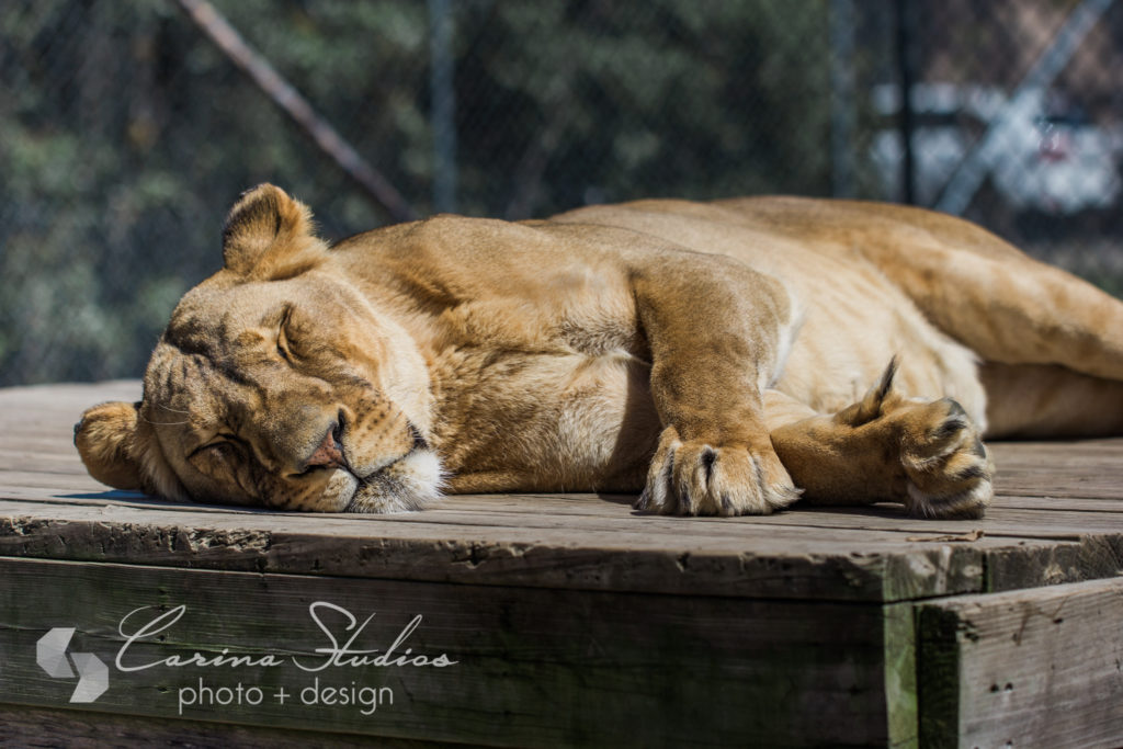 zoo animal photography